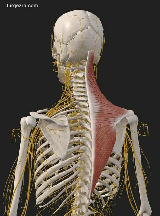 tight trapezius referred nerve pain