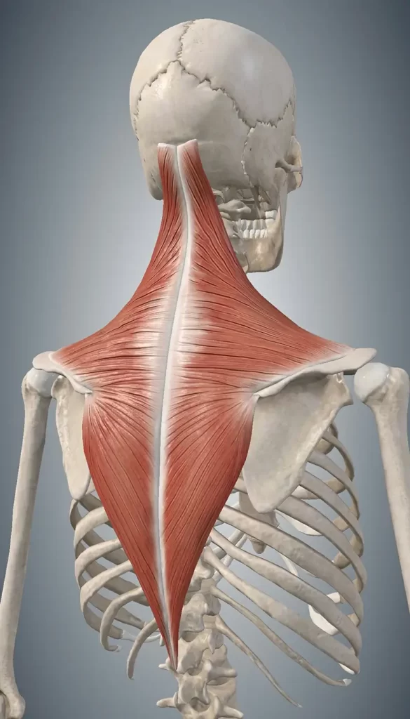 trapezius muscles